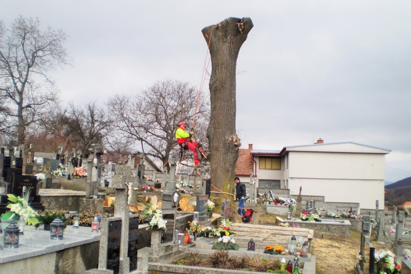 Vypílenie líp na cintoríne v roku 2018