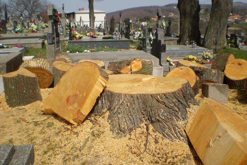 Vypílenie lipy na cintoríne v roku 2016