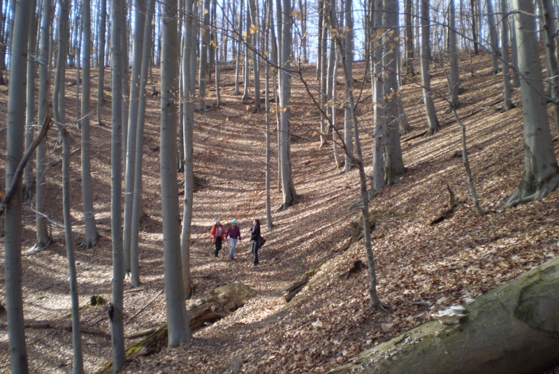 Turistická prechádzka k 800-ročnému Dubu cerovému 19.3.2017