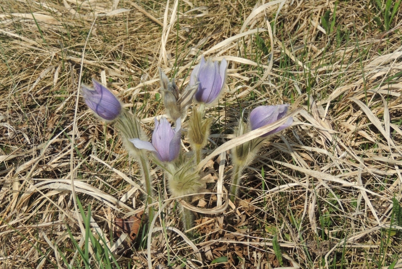 Turistická prechádzka na Inoveckú chatu 02.04.2017