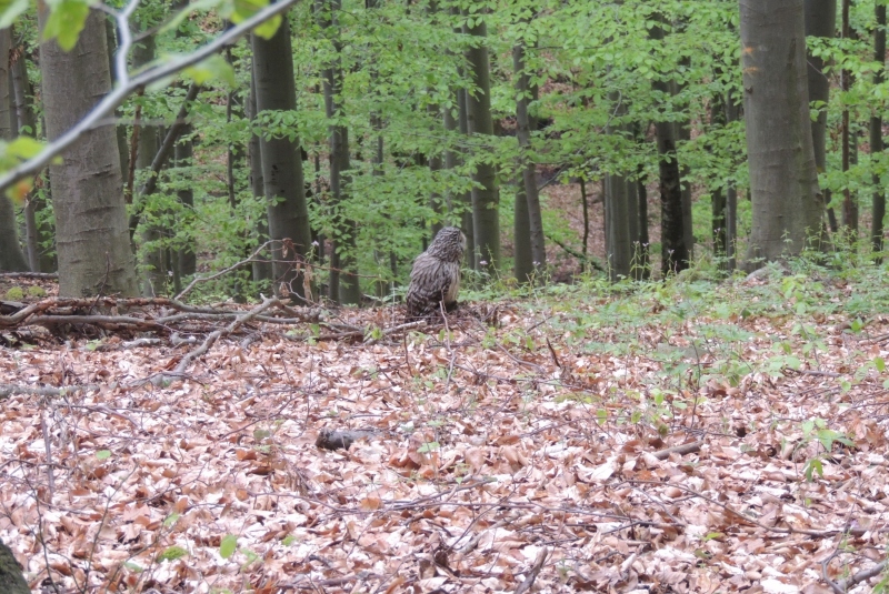 Turistická prechádzka na Dedinskú skalu 07.05.2017