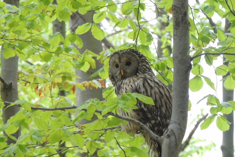 Turistická prechádzka na Dedinskú skalu 07.05.2017