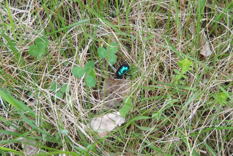 Turistická prechádzka na Dedinskú skalu 07.05.2017