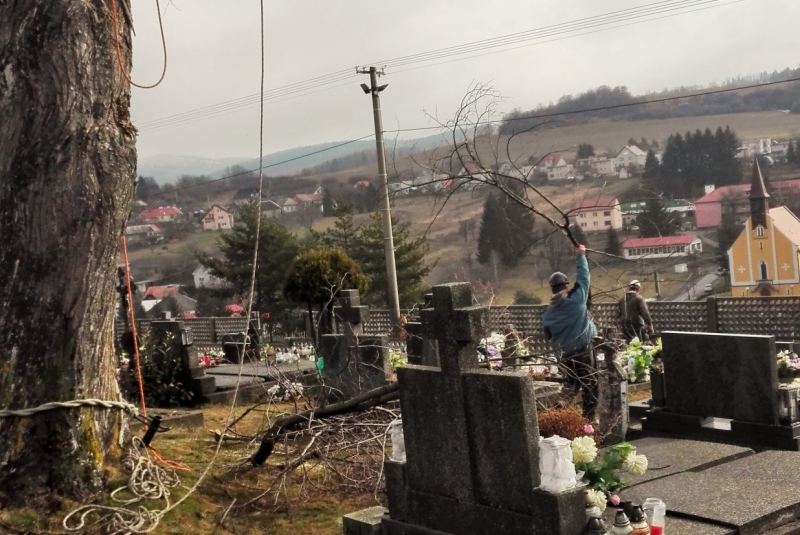 Vypílenie líp na cintoríne v roku 2018