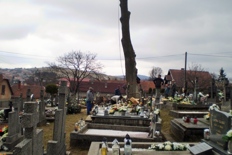 Vypílenie líp na cintoríne v roku 2018